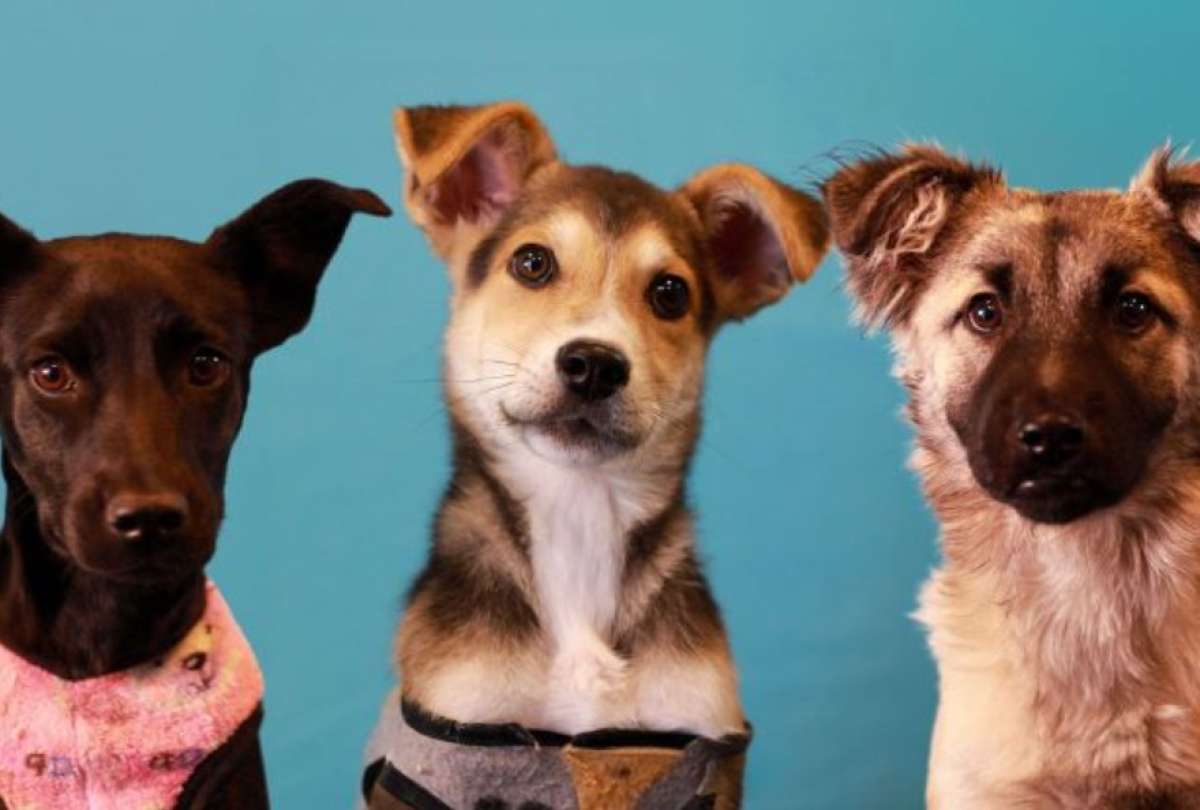 Los animales se encuentran en el Centro de Atenci&oacute;n Veterinaria, Rescate y Acogida Temporal  Quito Sur.