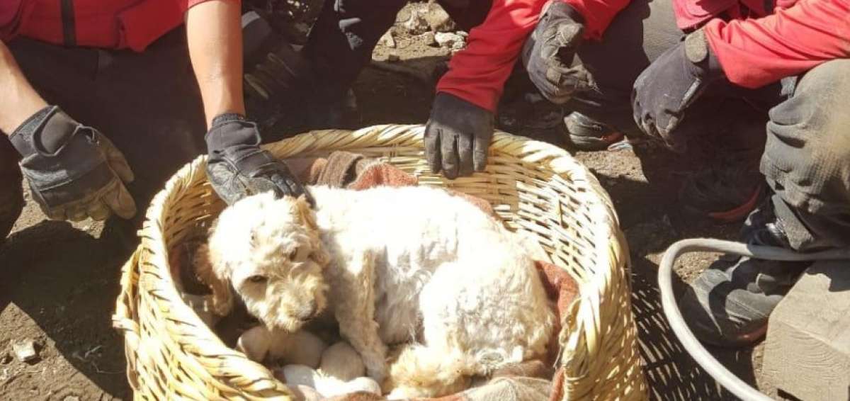 Los agentes de Bomberos rescataron los cachorros. 