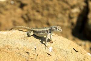 Un espacio para disfrutar de fauna &uacute;nica rodeada de paisajes