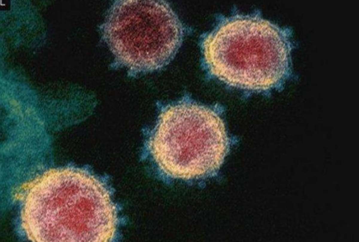 El Telégrafo - Autoridades sanitarias levantan las alertas por el virus  Nipah en India