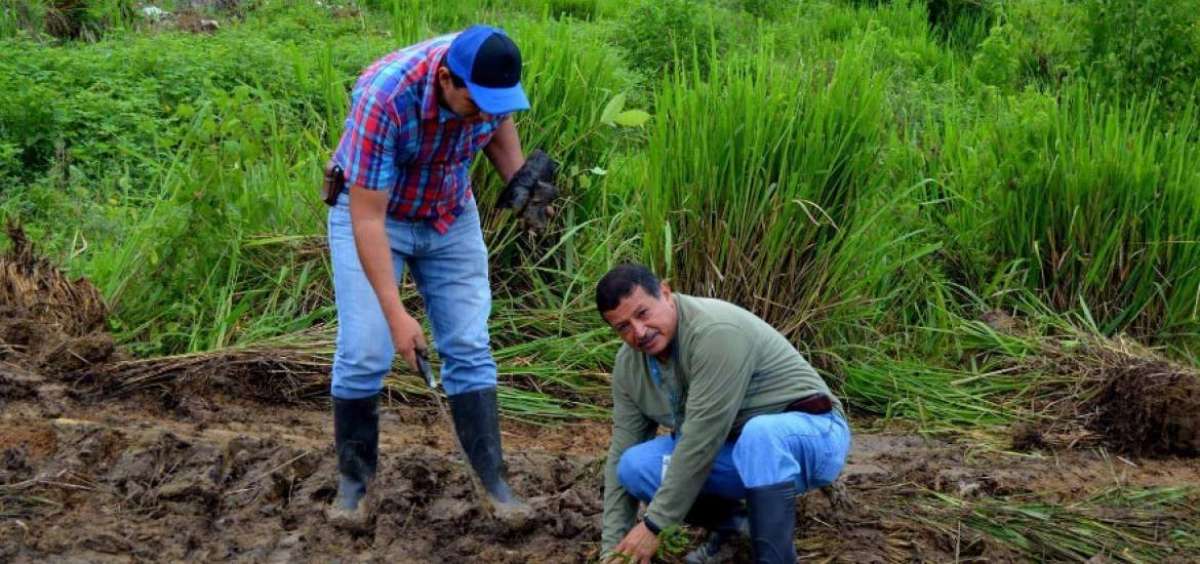 En la provincia, el pasado fin de semana se sembraron plantas como parte de la campa&ntilde;a &lsquo;A todo pulm&oacute;n...&rsquo;, que lleva adelante el Gobierno Provincial.