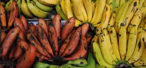 El pl&aacute;tano es una gran fuente de vitaminas, a trav&eacute;s de los a&ntilde;os se ha constituido en identidad y  motor del desarrollo econ&oacute;mico del Ecuador.