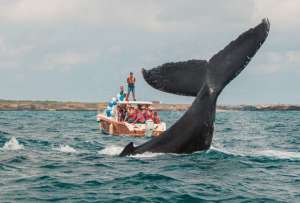 Avistamiento de ballenas jorobadas