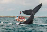 Avistamiento de ballenas jorobadas