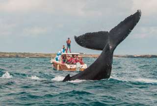 Avistamiento de ballenas jorobadas