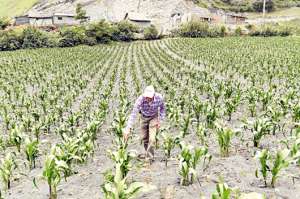 Los cultivos de ma&iacute;z son los m&aacute;s afectados por la ca&iacute;da de ceniza. Foto: Roberto Ch&aacute;vez / El Tel&eacute;grafo