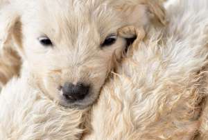 Una perrita y sus cachorros vivieron un tierno momento.
