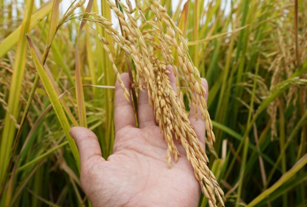 El MAG emprende acciones para ayudar a los arroceros