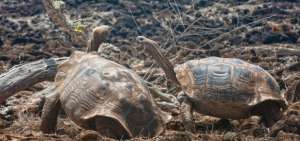 La Chelonoidis chatamensis es la especie de tortuga gigante propia de la isla San Crist&oacute;bal. 