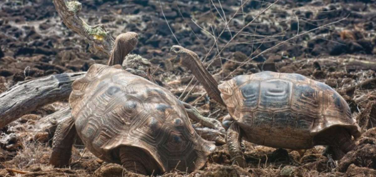 La Chelonoidis chatamensis es la especie de tortuga gigante propia de la isla San Crist&oacute;bal. 