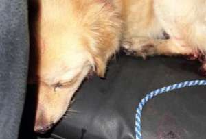 Indignaci&oacute;n en Quito, tras el rescate de un perro usado como carnada para peleas