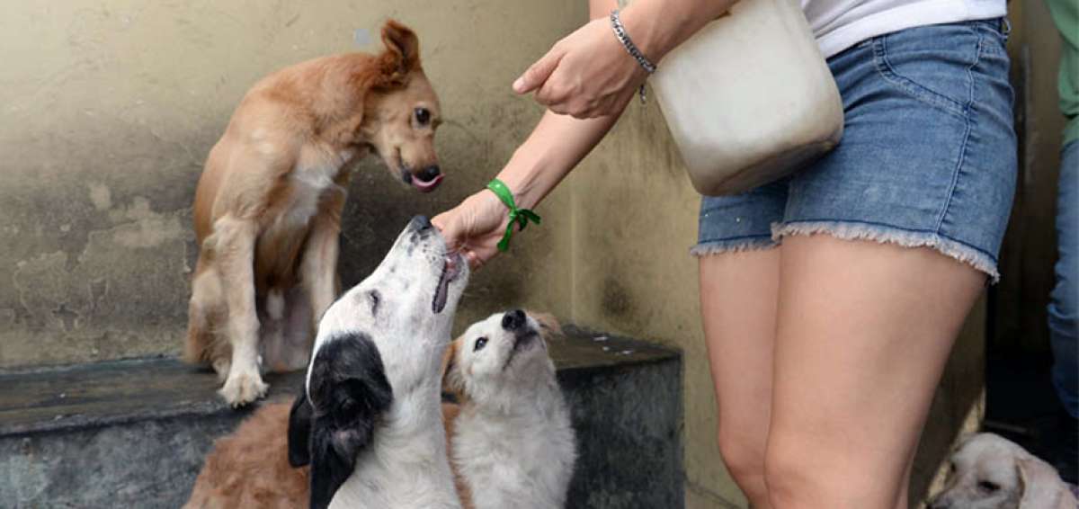 La Casa Refugio MK es liderada por Karina Murillo y su hija Mar&iacute;a de los &Aacute;ngeles Cisneros. En este espacio hay 40 gatos y 19 perros. 