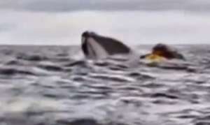 Una ballena intentó tragarse a un sujeto, en el estrecho de Magallanes.