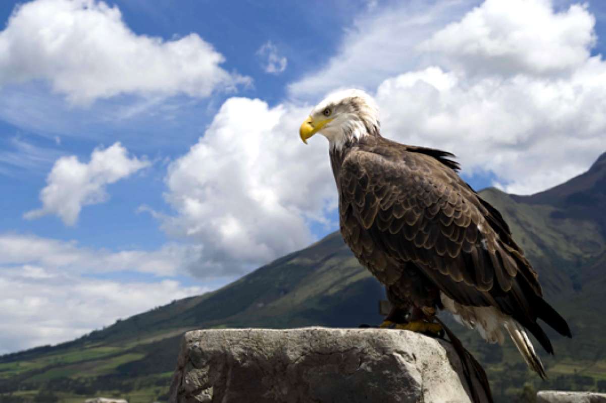 Un hogar para aves rescatadas (Galer&iacute;a)