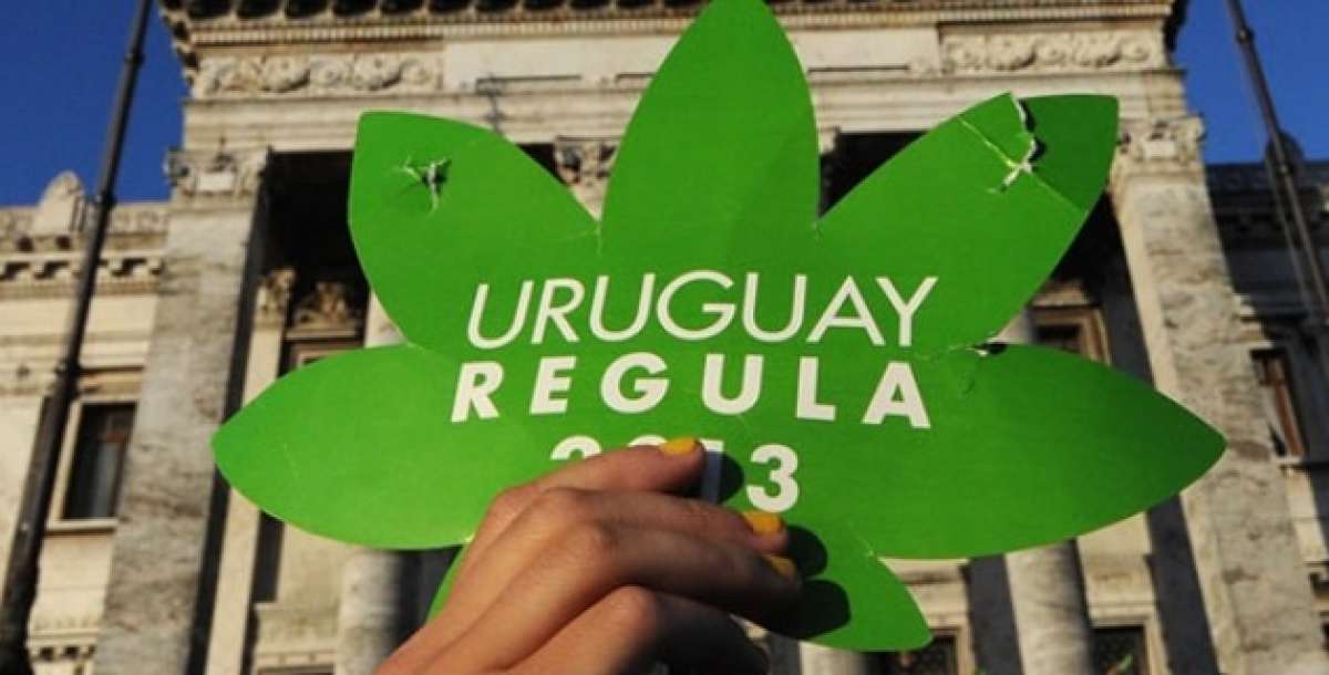 Uruguay producir&aacute; 6 toneladas de marihuana legal por mes a $ 1,40 el gramo