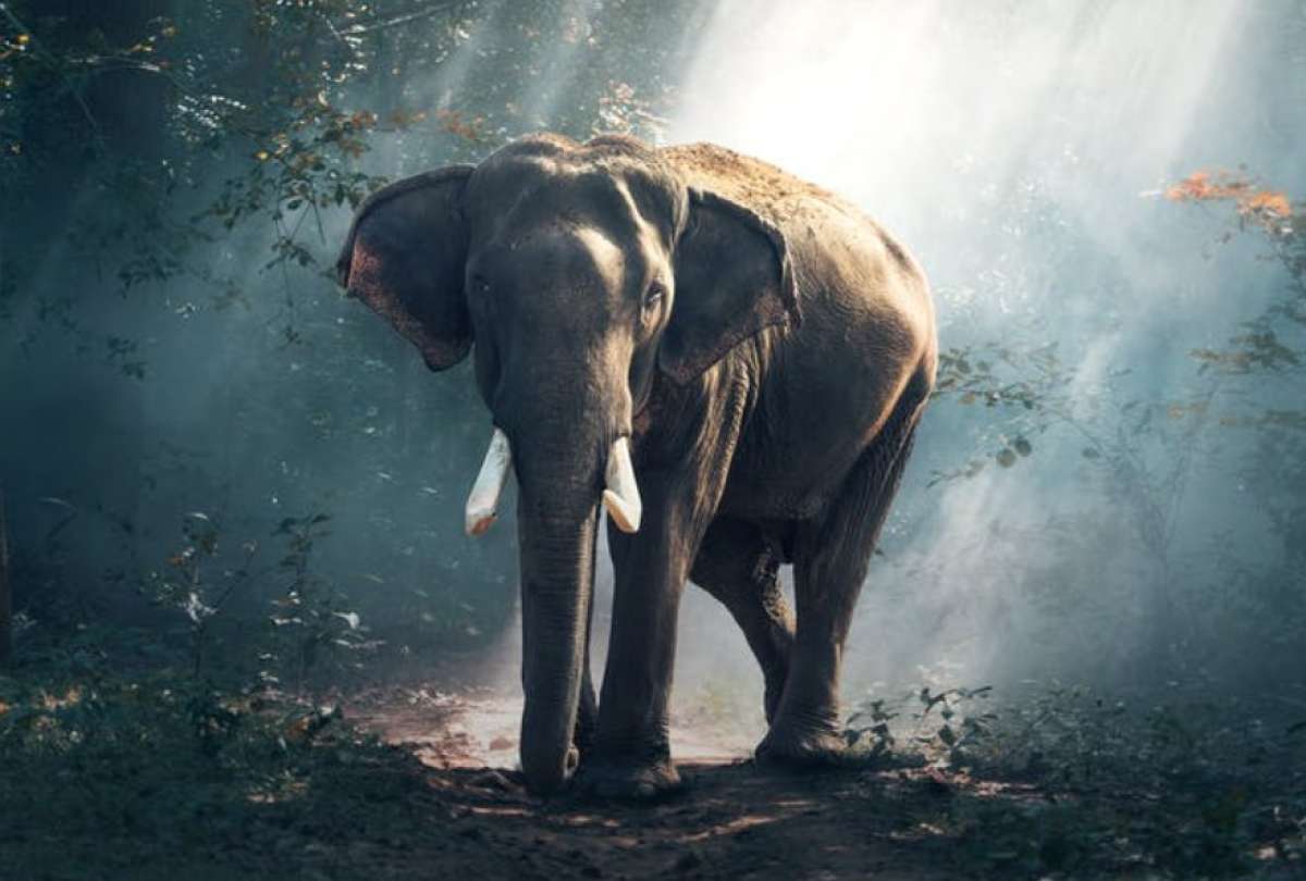  Un elefante mató a su adiestrador en el sur de Tailandia 56 Carácteres