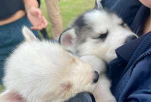 Una persona fue multada por vender perros en La Carolina