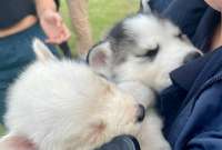 Una persona fue multada por vender perros en La Carolina