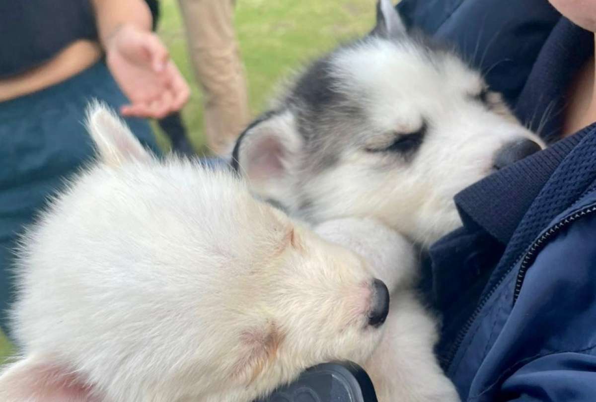 Una persona fue multada por vender perros en La Carolina