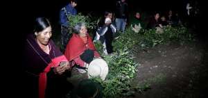 Los hombres y las mujeres saben los nombres y la utilidad de decenas de plantas medicinales.