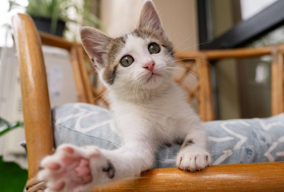 La vacunaci&oacute;n temprana ayuda a que los gatos desarrollen defensas contra enfermedades.
