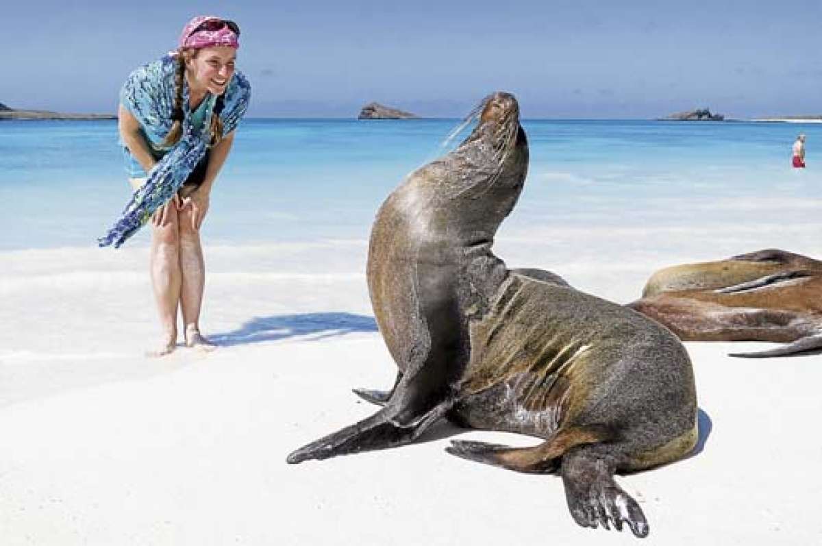 La principal atracci&oacute;n de los turistas es observar a los lobos marinos (foto), tortugas gigantes, piqueros de patas azules, ping&uuml;inos, albatros e iguanas. Foto: Archivo / El Tel&eacute;grafo.