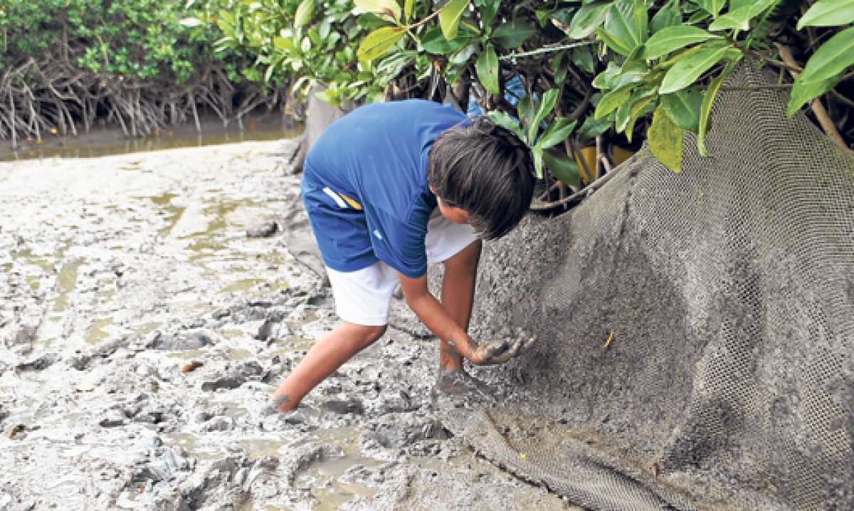 Los menores de edad tambi&eacute;n se dedican a varias actividades relacionadas con el mar: la pesca, captura de concha y de cangrejo, lo cual est&aacute; siendo controlado por las autoridades respectivas. Foto: Fabricio Cruz / El Tel&eacute;grafo