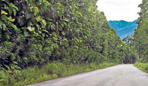 19 especies est&aacute;n inscritas en el plan de desarrollo forestal del Magap. 12 se escogieron en la primera etapa y el 40% es de teca (foto). Foto: Cortes&iacute;a