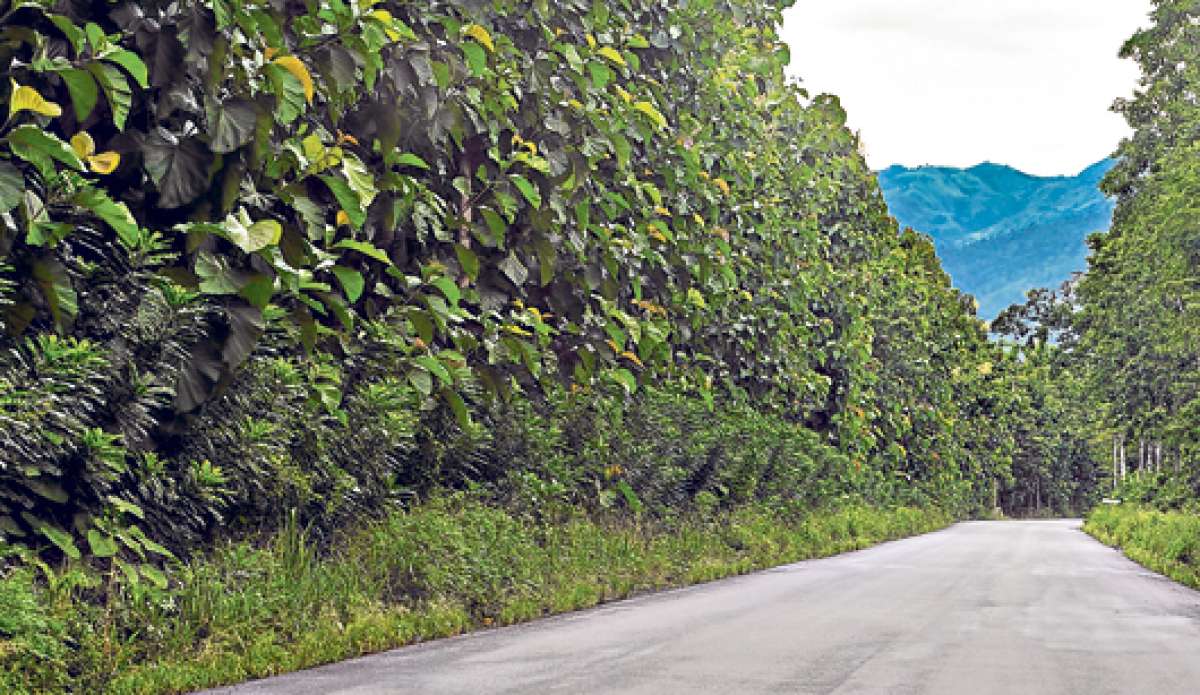 19 especies est&aacute;n inscritas en el plan de desarrollo forestal del Magap. 12 se escogieron en la primera etapa y el 40% es de teca (foto). Foto: Cortes&iacute;a