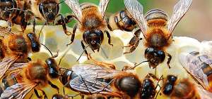 Las abejas negras que se caracterizan por miel en gran cantidad est&aacute;n expuestas a pesticidas, virus y par&aacute;sitos lo que amenaza su supervivencia.