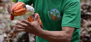 15.000 familias esmeralde&ntilde;as se dedican al cultivo de cacao en pocas hect&aacute;reas y constituye su principal actividad econ&oacute;mica, seg&uacute;n el MAG.