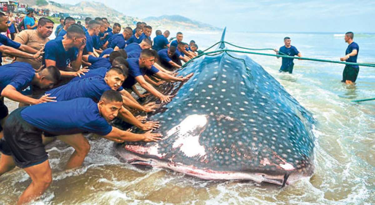 Aspirantes a polic&iacute;as apoyaron en las acciones para regresar al oc&eacute;ano a la rara especie, de 9 metros aproximadamente. Foto:  Rodolfo P&aacute;rraga / El Tel&eacute;grafo