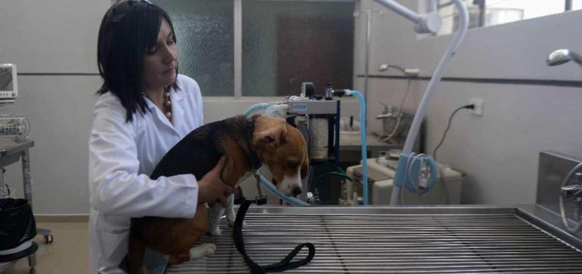 La atenci&oacute;n de la casa de salud para animales se realiza de entre las 08:00 y las 16:00. Las personas pueden llevar a sus mascotas que ingresan a Consulta General.