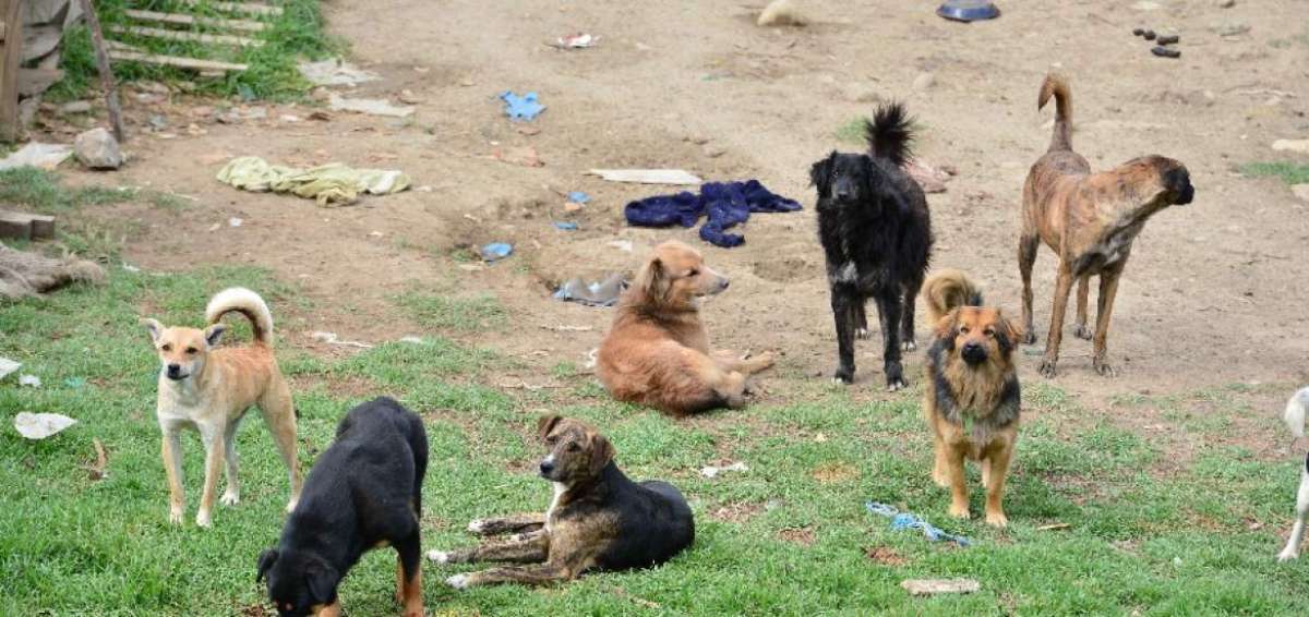 La ordenanza que se tramita en el Concejo Cantonal busca proteger a los animales de compa&ntilde;&iacute;a de los maltratos y venta sin los cuidados necesarios.