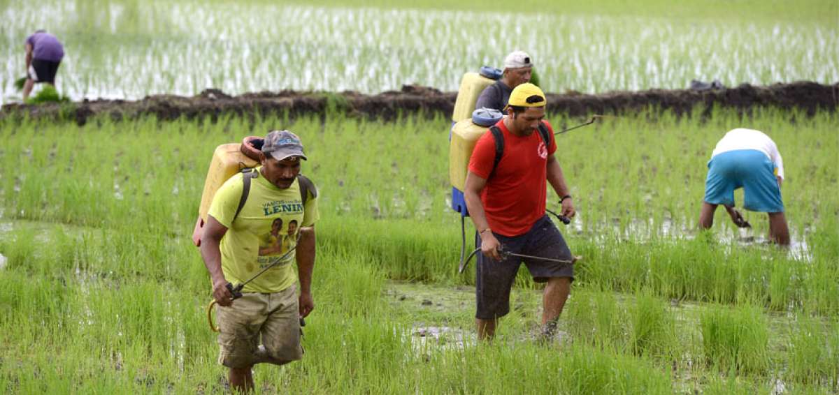 Agricultores apoyan la creaci&oacute;n de incentivos para maquinaria e ingredientes a utilizar en el combate de plagas.