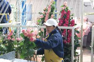 Las flores que se producen en Cotopaxi son enviadas a Estados Unidos y Europa. Foto: Silvia Osorio |  para El Tel&eacute;grafo