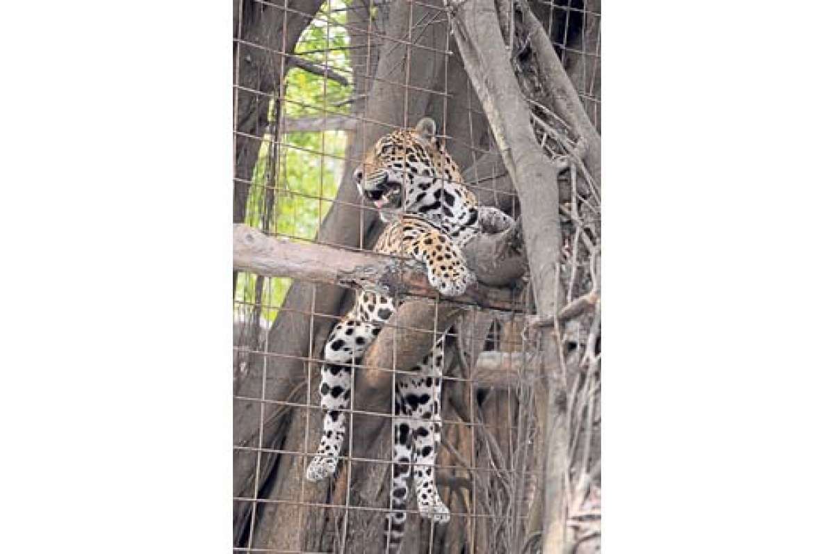 Un divertido paseo por El Pantanal