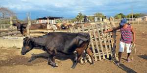 Son varias las cabezas de ganado que tiene la familia Mar&iacute;n en un sector retirado del centro del cant&oacute;n. Foto: Rodolfo P&aacute;rraga/El Tel&eacute;grafo