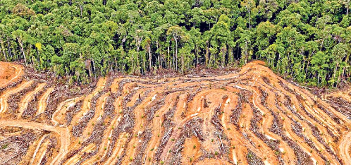 &Aacute;rea boscosa destinada a producir aceite de palma, deforestada por la empresa proveedora de Procter&Gamble, manufacturera del champ&uacute; H&S, en Borneo.  Foto: Ulet Ifansasti/Greenpeace 