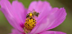 El 40% de insectos ha reducido su poblaci&oacute;n