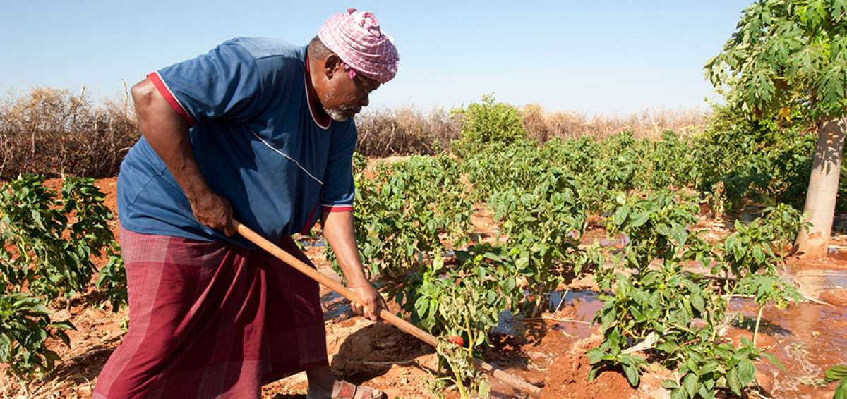 En Somalia, la Organizaci&oacute;n tiene la intenci&oacute;n de asistir a alrededor de 3,1 millones de personas.