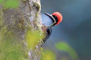El p&aacute;jaro carpintero es uno de los habitantes del bosque h&uacute;medo del noroccidente del Distrito Metropolitano de Quito. Solo en ese sector del cant&oacute;n se han catalogado m&aacute;s 400 especies de vertebrados voladores; entre ellos se encuentran tucanes y urracas. 