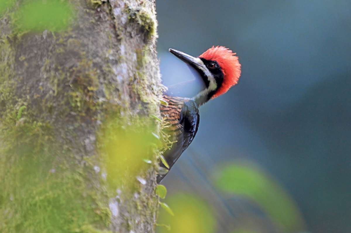 El p&aacute;jaro carpintero es uno de los habitantes del bosque h&uacute;medo del noroccidente del Distrito Metropolitano de Quito. Solo en ese sector del cant&oacute;n se han catalogado m&aacute;s 400 especies de vertebrados voladores; entre ellos se encuentran tucanes y urracas. 