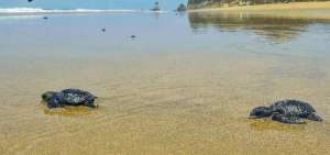 Gal&aacute;pagos estudiar&aacute; el impacto de actividad tur&iacute;stica en anidaci&oacute;n tortugas