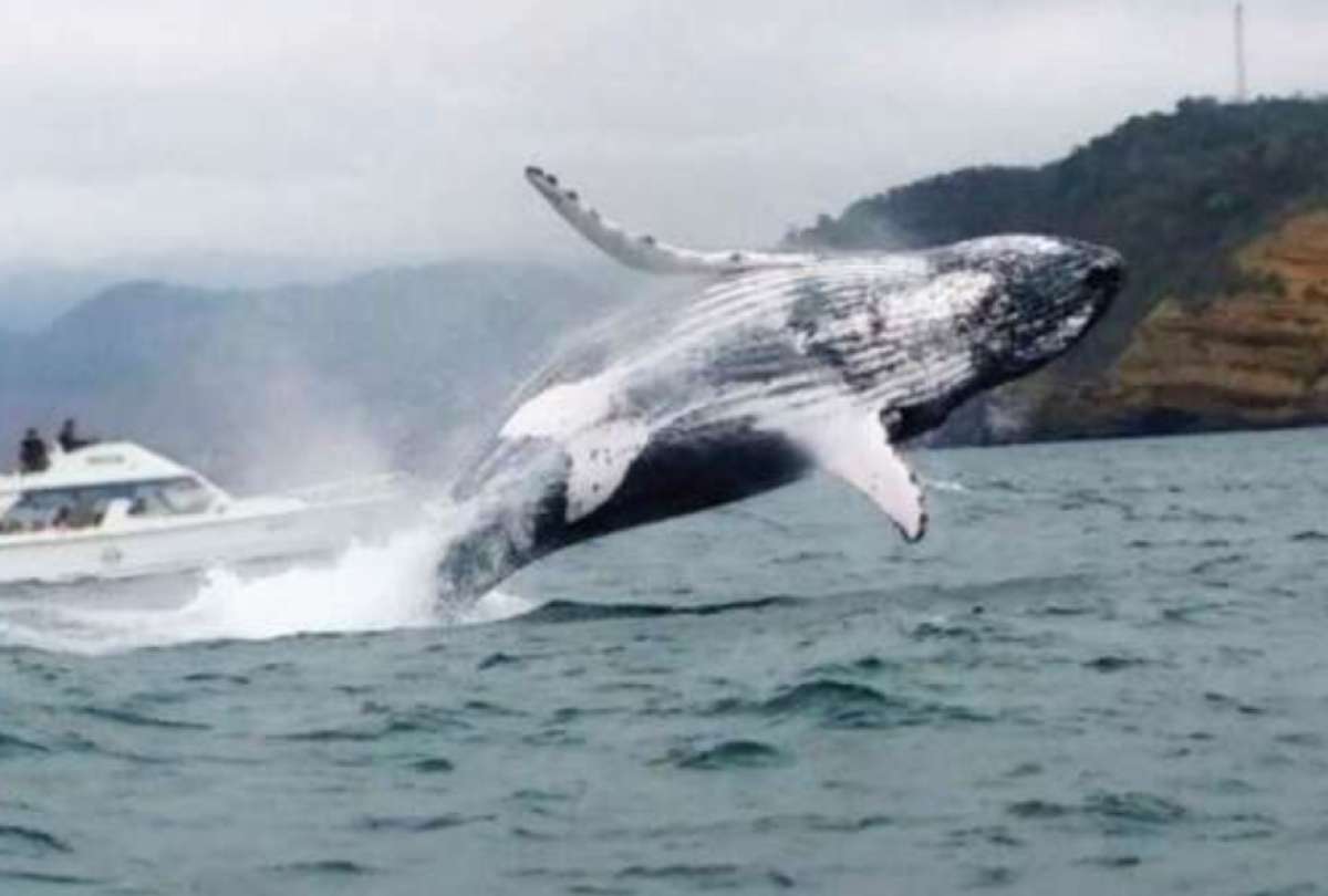 Las ballenas jorobadas llegan a Ecuador entre los meses de junio a octubre de cada año.
