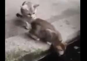 Se vuelve viral video de un gato atacado por un pez 