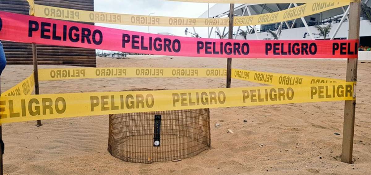 Un nido de tortuga la&uacute;d es vigilado en el balneario de Crucita