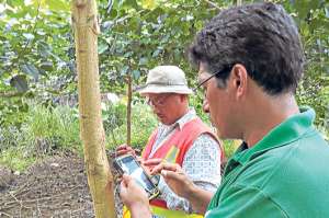  Ecuador es el principal exportador de teca en la regi&oacute;n. El 80% de la producci&oacute;n sale del pa&iacute;s. Cortes&iacute;a: Magap