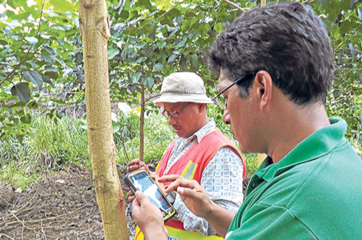  Ecuador es el principal exportador de teca en la regi&oacute;n. El 80% de la producci&oacute;n sale del pa&iacute;s. Cortes&iacute;a: Magap