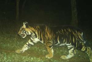 Captan en cámara a un grupo de tigres negros en La India
